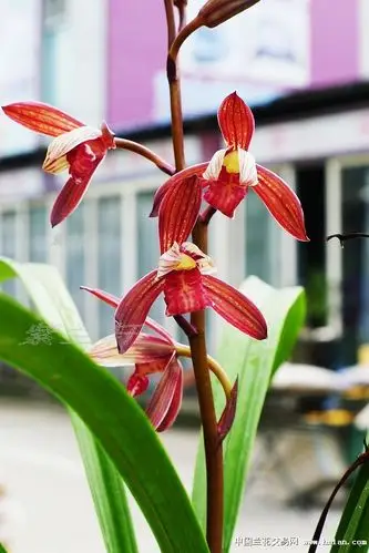 建兰篇-中国兰花交易网社区