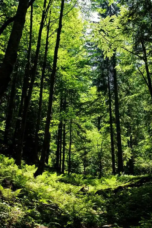 森林景观,在东欧的茂密的森林景观