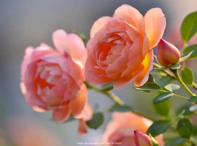 【月季花摄影图片】生态摄影_太平洋电脑网摄影部落