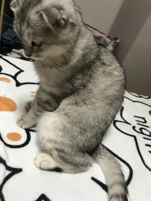 求助关于折耳猫