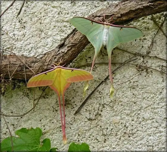 月形天蚕蛾是稀有品种吗