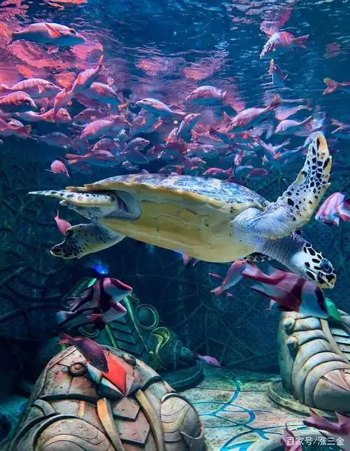 三亚失落空间水族馆,里面的海洋动物很多了