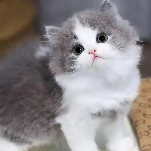 英短高地长毛猫宠物猫幼猫活体拿破仑