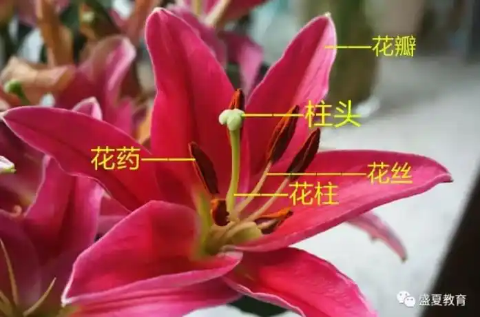 初中生物用不锈钢温度传感器探究不同温度的水中植物叶