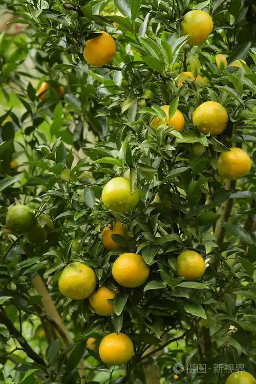 靠近花园里的橘子树