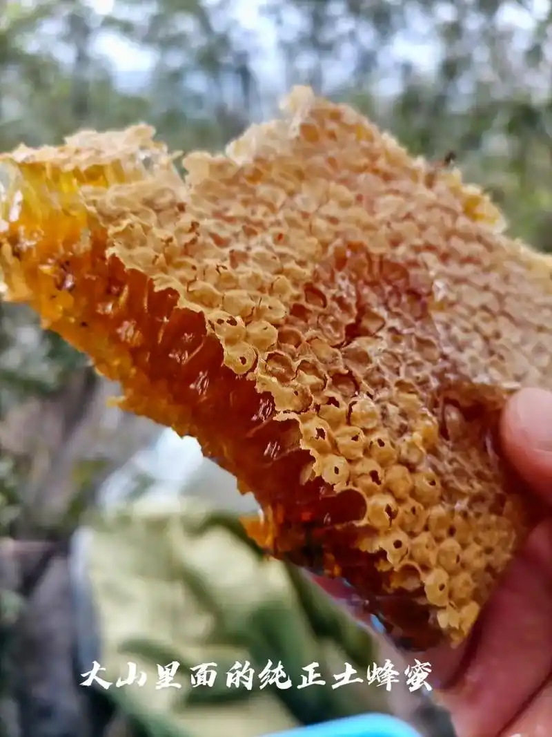纯天然野生蜂蜜 #野生蜂蜜纯天然的养生黄金 #增强抵抗力提 - 抖音