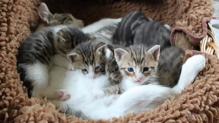 可爱小猫幼崽图片