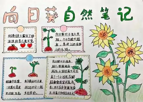 绘就多样龙城"自然笔记大赛