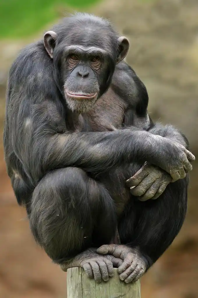 黑猩猩肖像,黑猩猩 (pan trodglodytes) 肖像