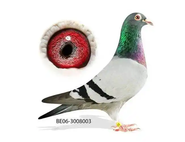 每日一鸽盖比鸽系超级种雄鲁迪