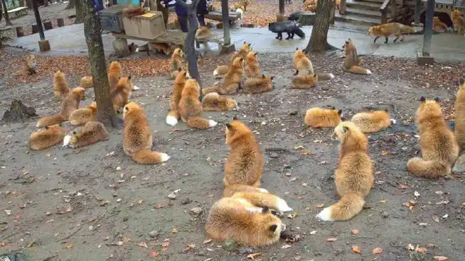 狐狸超话#狐狸##赤狐#哈哈哈全是大面包的背面08ttt_zegu952