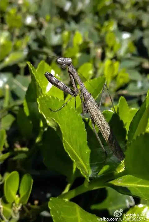 林大昆虫系列# 棕静螳statilia maculata (thunberg, 1784),螳螂目