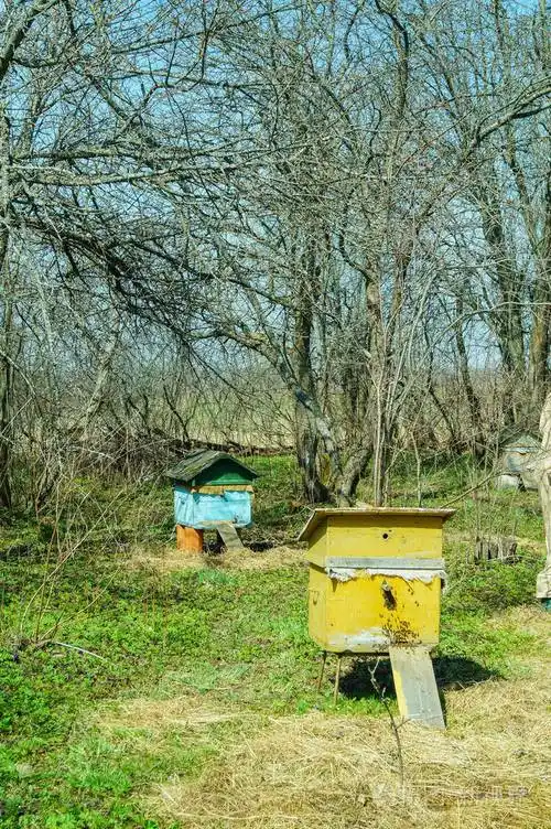 国家地方的蜜蜂房子