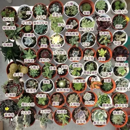 多肉植物的名字.