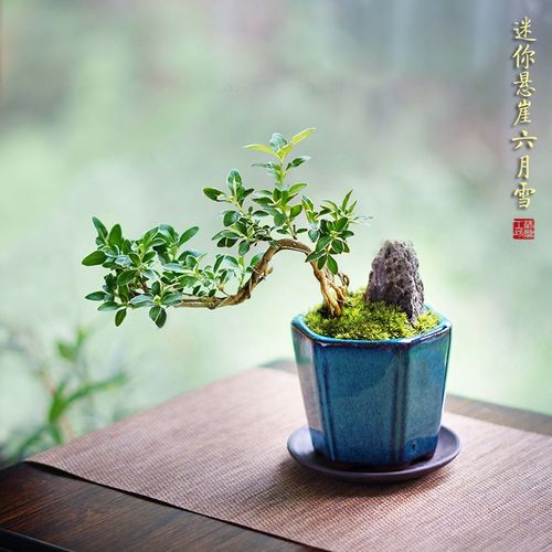 垂枝悬崖六月雪盆景茶桌禅意室内窗台小物办公室茶几桌面绿植