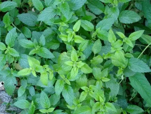 苦草的知识扩展