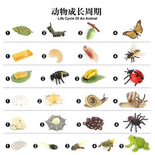 仿真动物模型昆虫小动物蝴蝶蜜蜂青蛙瓢虫成长周期玩具幼儿园科教
