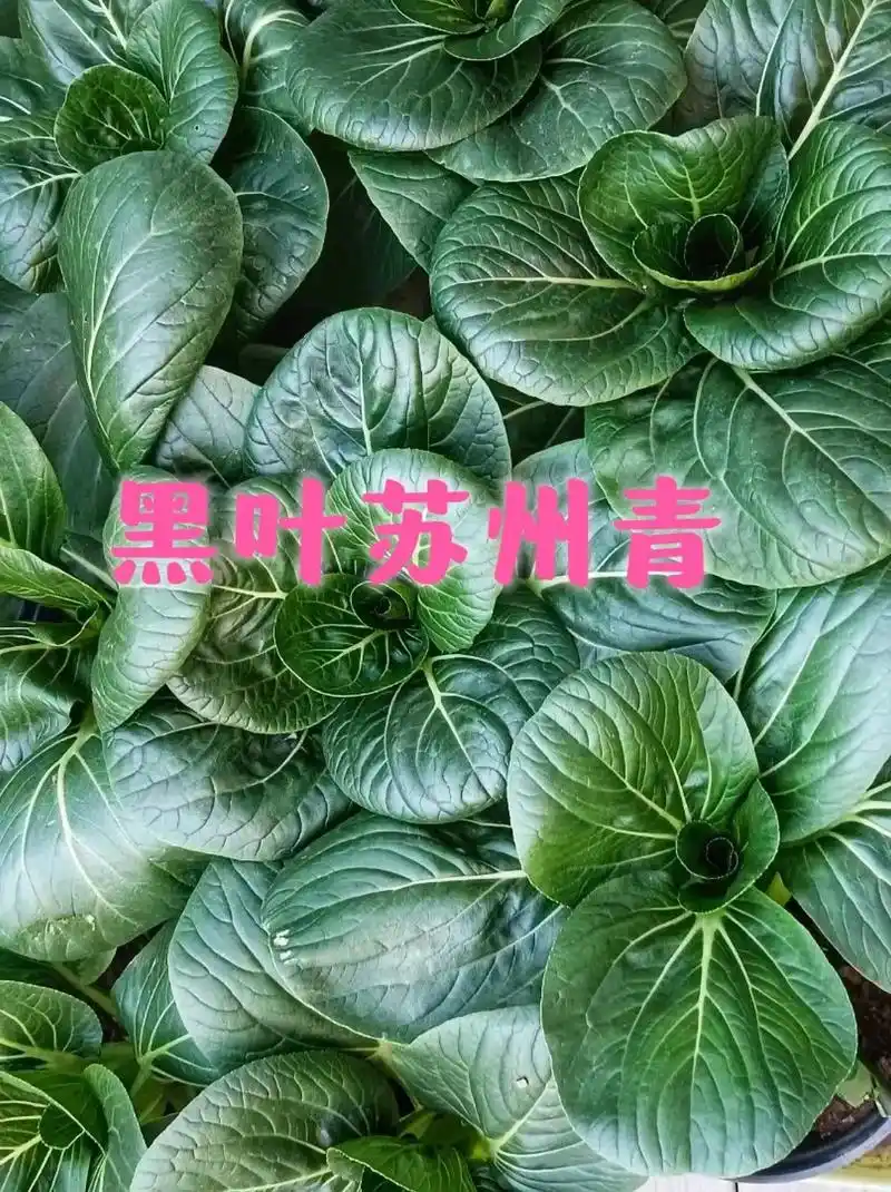 油菜苏州青大叶矮脚.抗寒耐热的越冬蔬菜,无丝无筋口感软糯,掰 - 抖音