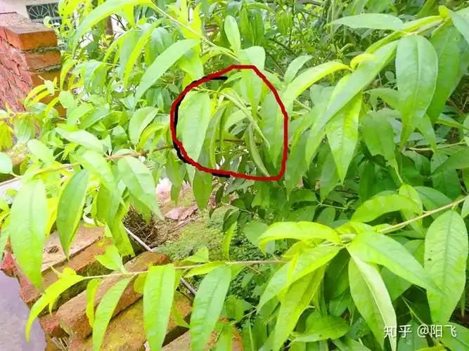 桃树缺钾有什么症状果农很容易忽视和土壤有很大的关系