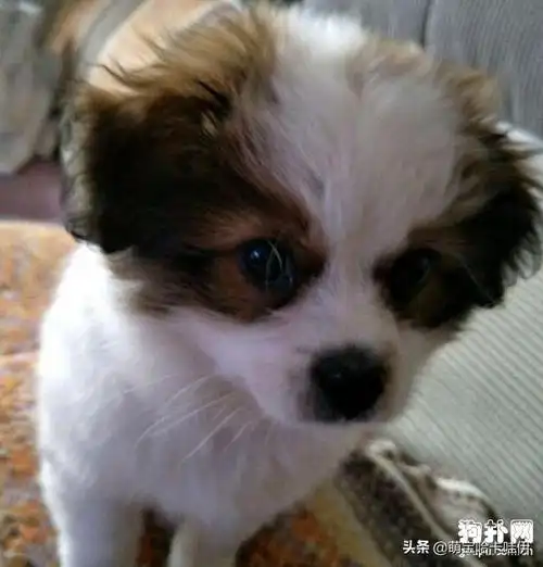 一个月的蝴蝶犬串串怎么养(养蝴蝶犬一个月多少钱) - 三伊五百科