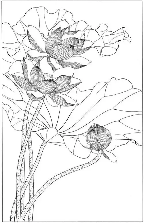 55幅白描荷花图,感受荷花的魅力︱艺术名画
