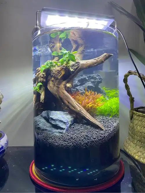 得闲做个底砂过滤圆筒小缸,看能养成么 - 水草造景 - cta南美水族
