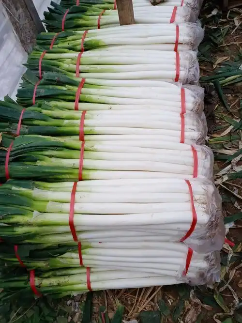 山东费县薛庄镇城阳村,大葱加工厂,40公分以上,2.