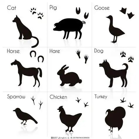 小牛的脚印像什么图片牛的脚印形状图片2022已更新今日推荐