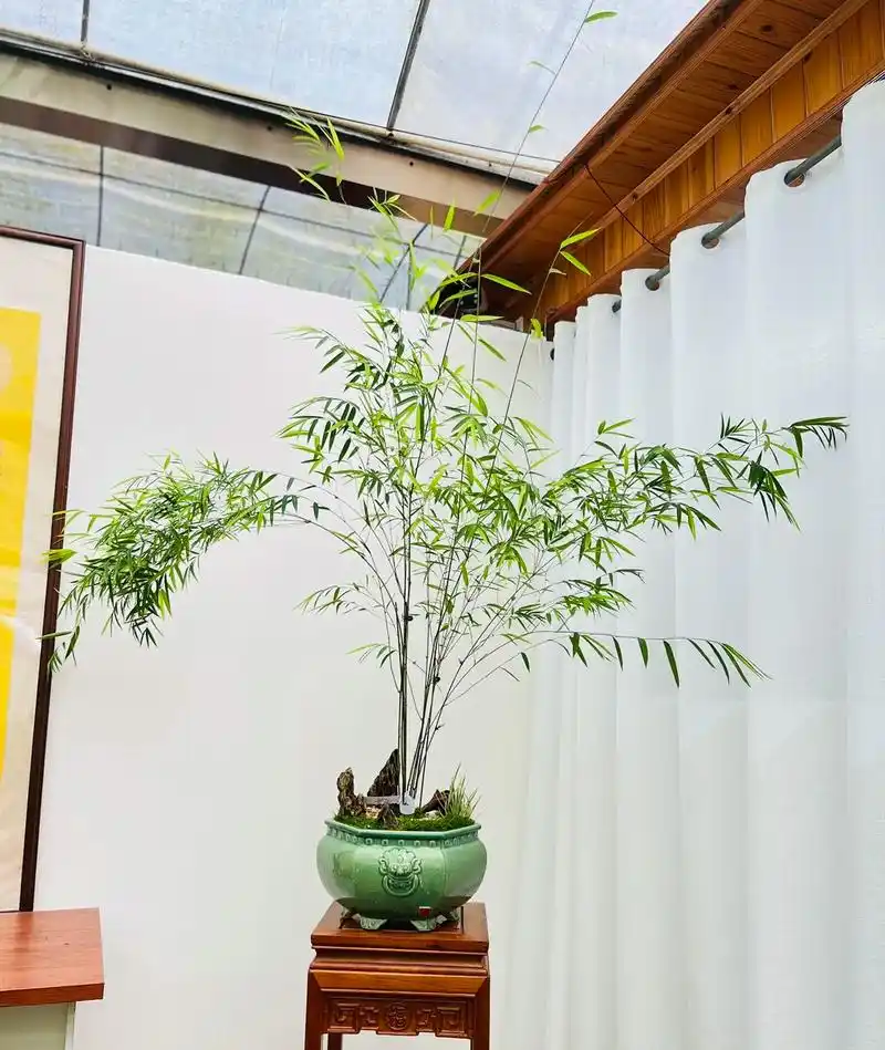 竹子盆景(十)#适合室内摆放的花卉盆栽推荐 #茶空间 #提升 - 抖音