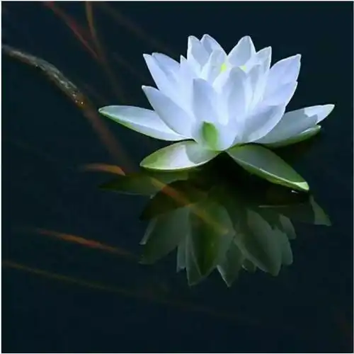 古琴曲一朵青莲清音渺渺仙乐飘飘