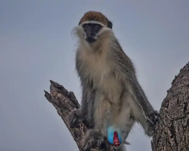 野性非洲生命之旅