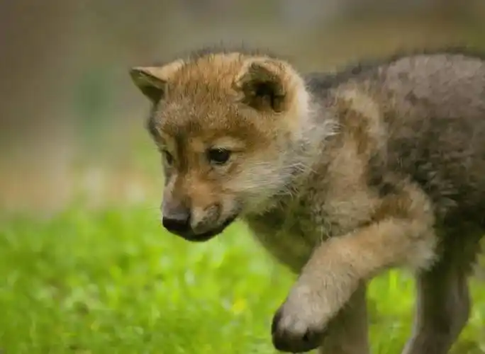 男子救下受伤狼崽,伤好后带到45公里外放生,不料小狼的举动惊人_老佐