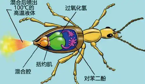 定向神枪手——屁步甲