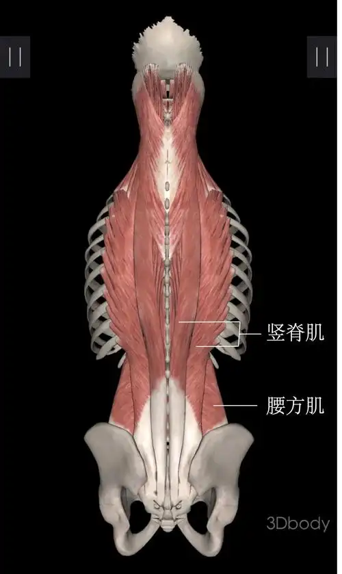 改善腰部肌肉酸痛的健身方法