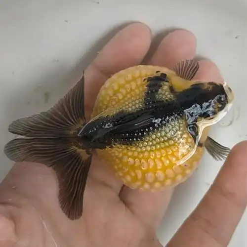 珍珠金鱼鼠头小金鱼观赏鱼冷水鱼熊猫五花红白白珍珠鱼