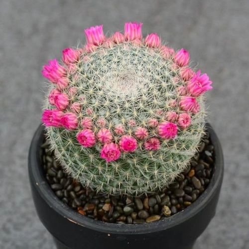 【冲量大促销】玉翁仙人球 实生带花绯花玉办公桌电脑防辐射绿植