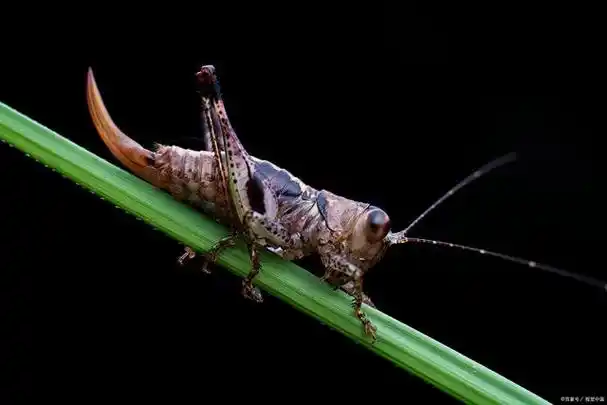从繁衍后代的角度来看生物进化