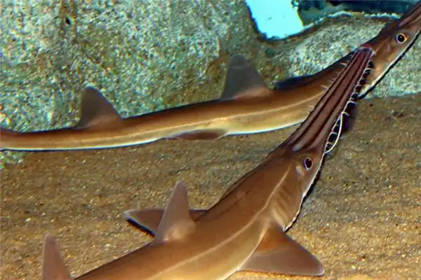 锯鲨已经被列为一级保护动物生活在在海底四十米处