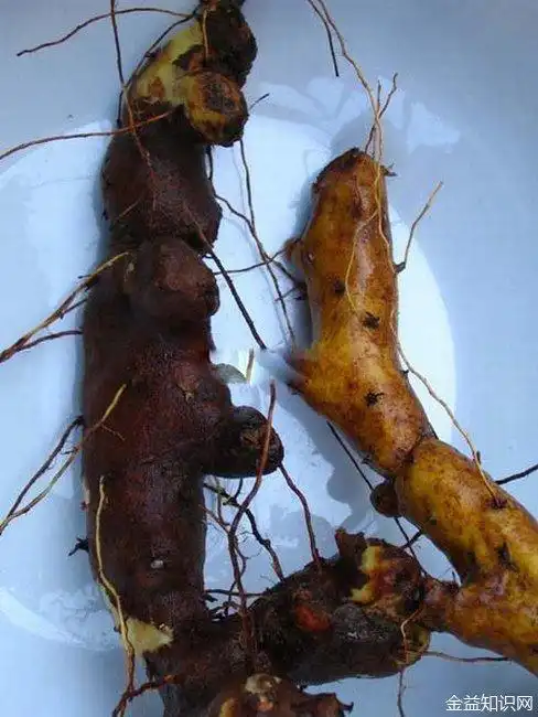 穿山龙的功效与作用