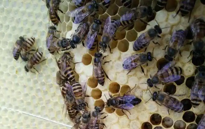 雄蜂有什么特点?