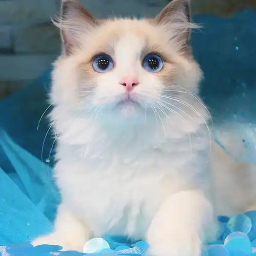 布偶猫的优缺点