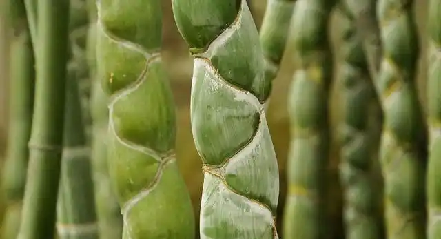 我国一种象征着长寿的竹子外形丑陋却是我国的珍稀观赏竹种