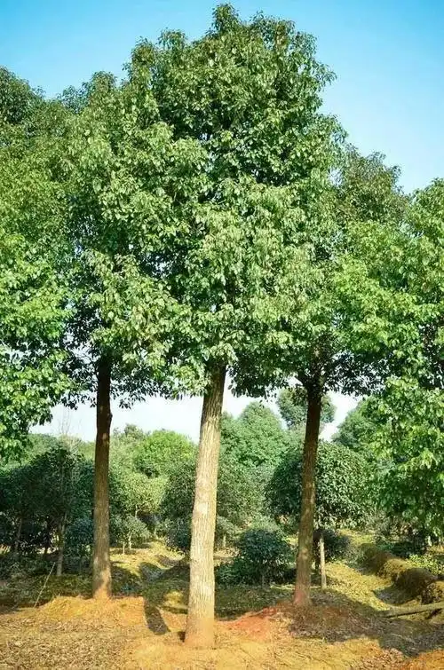 校园的香樟优美句子