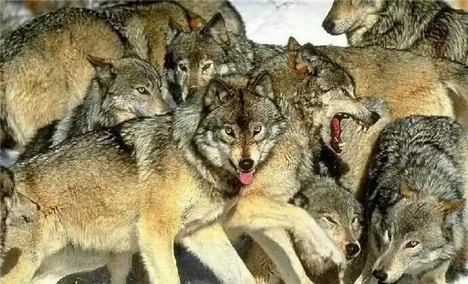 那一群狼打得过一头强健的老虎吗?"好虎架不住群狼"是否成立呢?