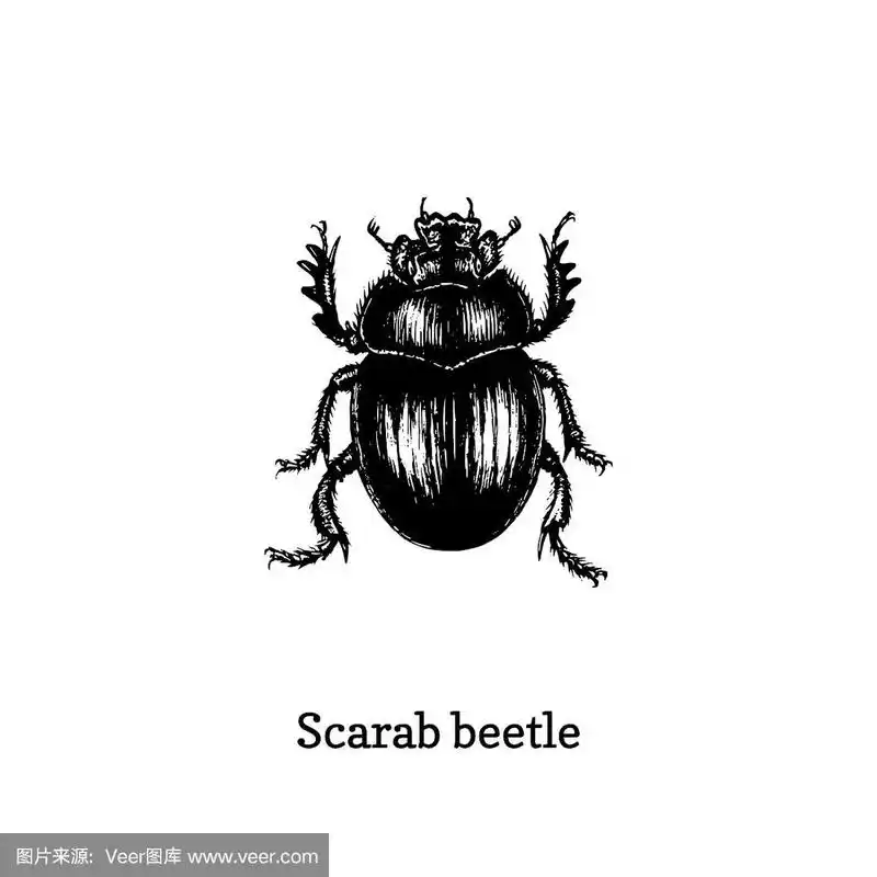 圣甲虫插图.画昆虫的雕刻风格.草图在向量.