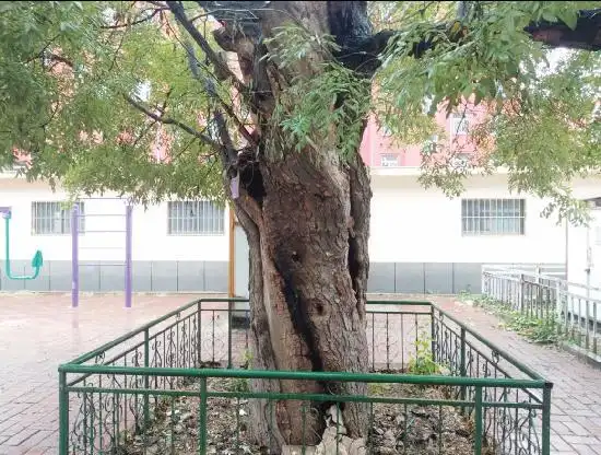 这些年来一直枝繁叶茂,不知这棵老国槐招惹了谁,最近树干遭人用火焚烧