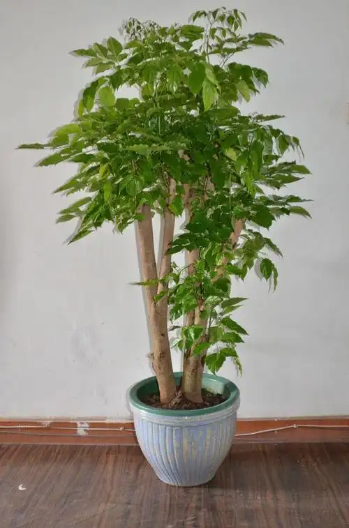 绿宝石树(天南星科喜林芋属的植物)_石塘网