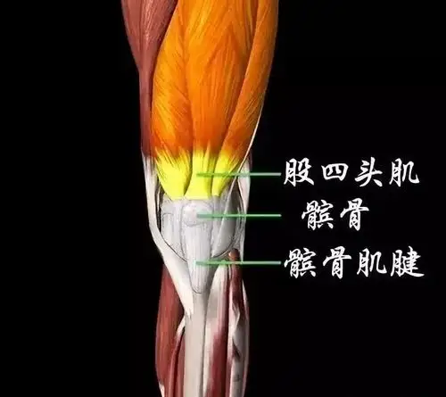 股四头肌腱,髌骨肌腱 (图2)图1(左侧膝盖正面)理学检查可在典型的