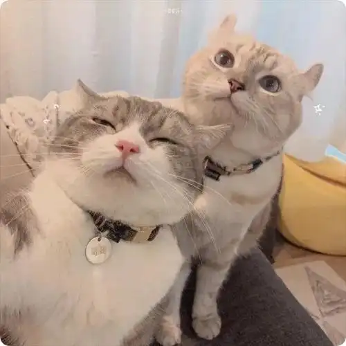 猫猫情侣头像 双人自拍:萌宠情头 一起搞怪 一起可爱