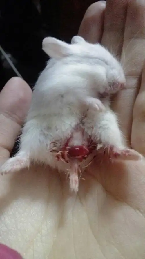 我的仓鼠怎么死了?